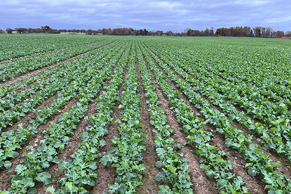 Raps dyrket på rækker